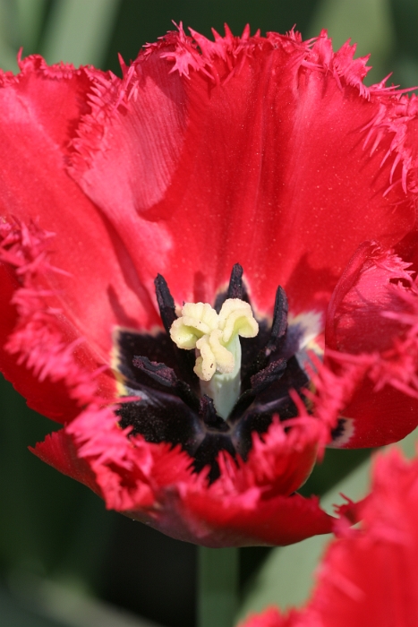 Tulipes a Morges 2007 - 041